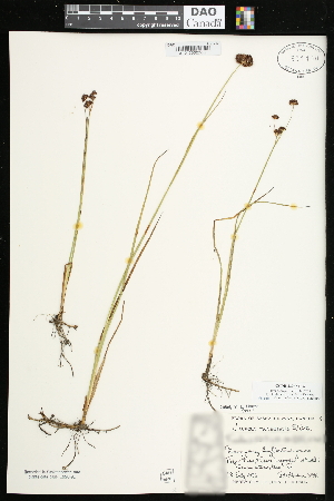  (Juncus nevadensis - CCDB-23967-D06)  @11 [ ] CreativeCommons - Attribution (2015) Agriculture and Agri-Food Canada Agriculture and Agri-Food Canada