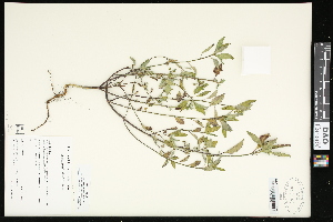  (Euphorbia davidii - CCDB-24801-B08)  @11 [ ] CreativeCommons - Attribution (2015) Agriculture and Agri-Food Canada Agriculture and Agri-Food Canada
