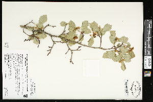  (Crataegus sheila-phippsiae - CCDB-24801-B09)  @11 [ ] CreativeCommons - Attribution (2015) Agriculture and Agri-Food Canada Agriculture and Agri-Food Canada
