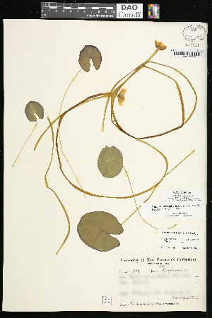  (Nuphar microphylla - CCDB-24803-A04)  @11 [ ] CreativeCommons - Attribution (2015) Agriculture and Agri-Food Canada Agriculture and Agri-Food Canada