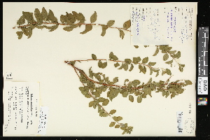  (Spiraea prunifolia - CCDB-24803-E10)  @11 [ ] CreativeCommons - Attribution (2015) Agriculture and Agri-Food Canada Agriculture and Agri-Food Canada