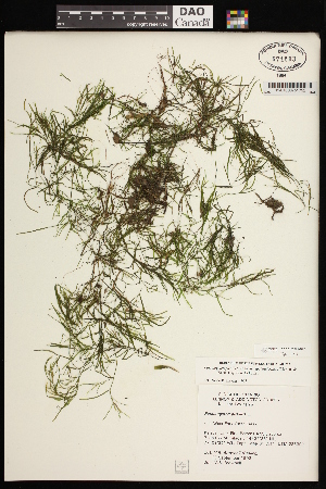  (Potamogeton pusillus ssp tenuissimus - CCDB-26261-B07)  @11 [ ] CreativeCommons - Attribution (2017) Maria Kuzmina Centre for Biodiversity Genomics