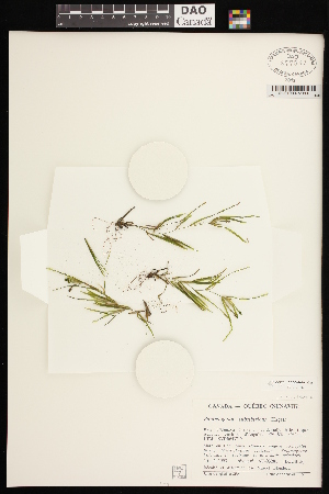  ( - CCDB-26261-C06)  @11 [ ] CreativeCommons - Attribution (2017) Maria Kuzmina Centre for Biodiversity Genomics