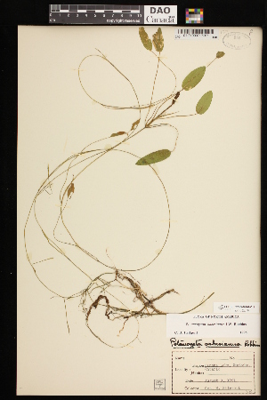  (Potamogeton oakesianus - CCDB-26261-C11)  @11 [ ] CreativeCommons - Attribution (2017) Maria Kuzmina Centre for Biodiversity Genomics