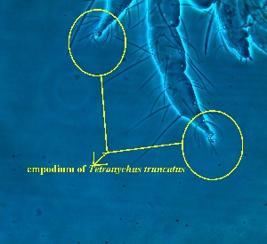  ( - VA2.2COI)  @11 [ ] No Rights Reserved (2015) Shruti Bennur kerala agricultural university