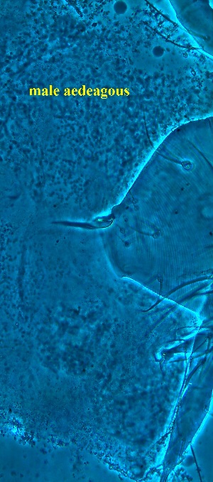  ( - VA2.2COI)  @11 [ ] No Rights Reserved (2015) Shruti Bennur kerala agricultural university