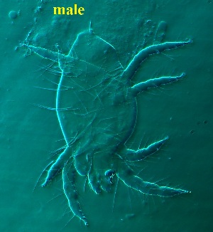  ( - VA2.2COI)  @11 [ ] No Rights Reserved (2015) Shruti Bennur kerala agricultural university