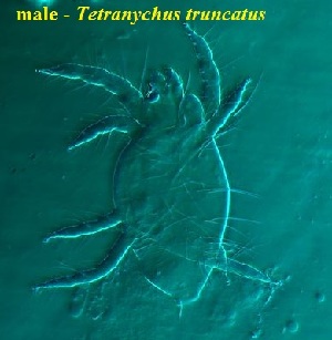  ( - VA3.2 COI)  @11 [ ] No Rights Reserved (2015) Shruti Bennur kerala agricultural university