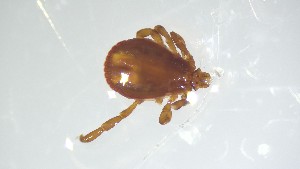  ( - VBDTK012024C07)  @11 [ ] Copyright (2024) Luis M. Hernandez-Triana Animal and Plant Health Agency
