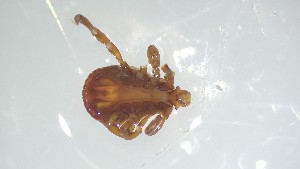  ( - VBDTK012024C07)  @11 [ ] Copyright (2024) Luis M. Hernandez-Triana Animal and Plant Health Agency