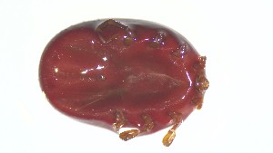  ( - VBDTK012024C08)  @11 [ ] Copyright (2024) Luis M. Hernandez-Triana Animal and Plant Health Agency