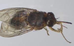  (Glossina tachinoides - VBDGS042024A08)  @11 [ ] Copyright (2024) Luis M. Hernandez-Triana Animal and Plant Health Agency
