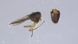  ( - VBDGS042024B09)  @11 [ ] Copyright (2024) Luis M. Hernandez-Triana Animal and Plant Health Agency