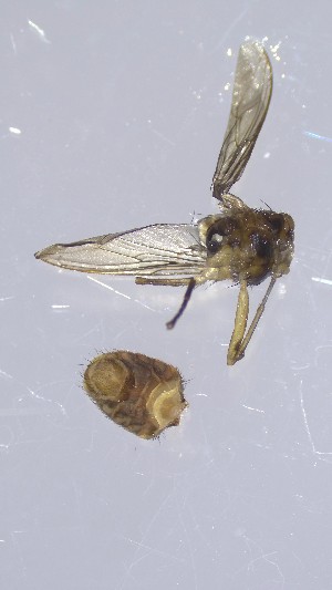  ( - VBDGS042024B09)  @11 [ ] Copyright (2024) Luis M. Hernandez-Triana Animal and Plant Health Agency
