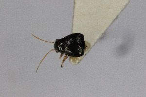  ( - Het_inatura-WR_0104)  @11 [ ] CreativeCommons  Attribution Non-Commercial Share-Alike (2016) Wolfgang Rabitsch Wolfgang Rabitsch