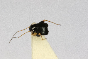  ( - Het_inatura-WR_0227)  @11 [ ] CreativeCommons  Attribution Non-Commercial Share-Alike (2016) Wolfgang Rabitsch Wolfgang Rabitsch