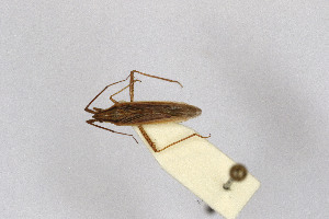  ( - Het_inatura-WR_0296)  @12 [ ] CreativeCommons  Attribution Non-Commercial Share-Alike (2016) Wolfgang Rabitsch Wolfgang Rabitsch