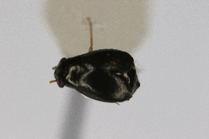  ( - Het_inatura-WR_0527)  @11 [ ] CreativeCommons  Attribution Non-Commercial Share-Alike (2016) Wolfgang Rabitsch Wolfgang Rabitsch