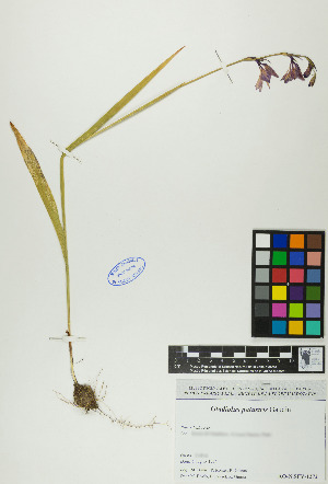  (Gladiolus palustris - GLPACH13-060795)  @11 [ ] Copyright (2017) RAVA Regione Autonoma Valle d'Aosta - Aree protette - Museo regionale di Scienze naturali E. Noussan