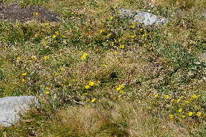  ( - POMUCO03-220814)  @11 [ ] Copyright (2017) RAVA Regione Autonoma Valle d'Aosta - Aree protette - Museo regionale di Scienze naturali E. Noussan