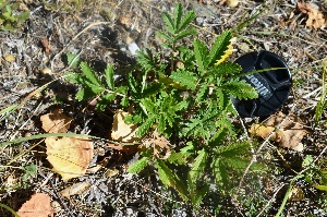  ( - POPEAS01-190913)  @11 [ ] Copyright (2017) RAVA Regione Autonoma Valle d'Aosta - Aree protette - Museo regionale di Scienze naturali E. Noussan