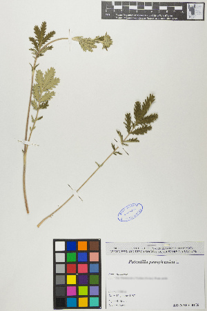 ( - POPEAS02-160687)  @11 [ ] Copyright (2017) RAVA Regione Autonoma Valle d'Aosta - Aree protette - Museo regionale di Scienze naturali E. Noussan
