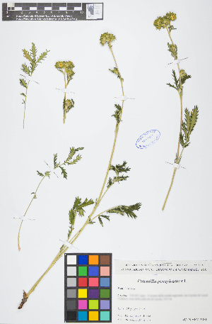  ( - POPECO25-290609)  @11 [ ] Copyright (2017) RAVA Regione Autonoma Valle d'Aosta - Aree protette - Museo regionale di Scienze naturali E. Noussan