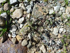  (Trifolium saxatile - TRSACO08-010813)  @11 [ ] Copyright (2017) RAVA Regione Autonoma Valle d'Aosta - Aree protette - Museo regionale di Scienze naturali E. Noussan