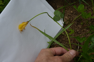  (Tulipa sylvestris - TUAUAR01-210514)  @11 [ ] Copyright (2017) RAVA Regione Autonoma Valle d'Aosta - Aree protette - Museo regionale di Scienze naturali E. Noussan