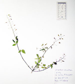  (Desmodium procumbens - SCE007)  @11 [ ] CreativeCommons - Attribution Non-Commercial No Derivatives (2015) Sofia Carvajal Endara Charles Darwin Foundation