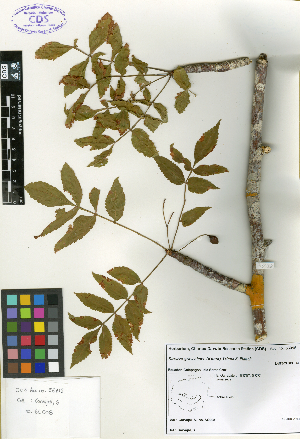  (Bursera graveolens - SCE105)  @11 [ ] CreativeCommons - Attribution Non-Commercial No Derivatives (2015) Sofia Carvajal Endara Charles Darwin Foundation