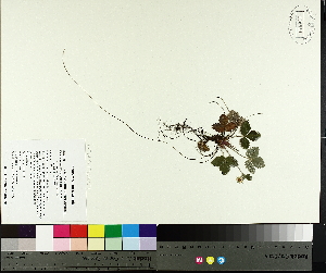  (Fragaria vesca - TJD-001)  @11 [ ] CreativeCommons - Attribution Non-Commercial (2014) MTMG McGill University Herbarium