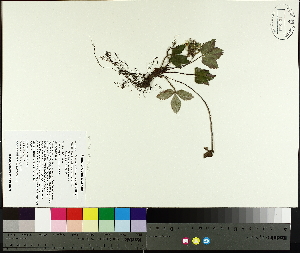  ( - TJD-003)  @11 [ ] CreativeCommons - Attribution Non-Commercial (2014) MTMG McGill University Herbarium