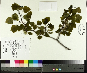  ( - TJD-008)  @11 [ ] CreativeCommons - Attribution Non-Commercial (2014) MTMG McGill University Herbarium