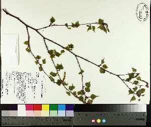  ( - TJD-009)  @11 [ ] CreativeCommons - Attribution Non-Commercial (2014) MTMG McGill University Herbarium