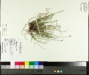  ( - TJD-018)  @11 [ ] CreativeCommons - Attribution Non-Commercial (2014) MTMG McGill University Herbarium
