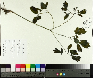  ( - TJD-021)  @11 [ ] CreativeCommons - Attribution Non-Commercial (2014) MTMG McGill University Herbarium