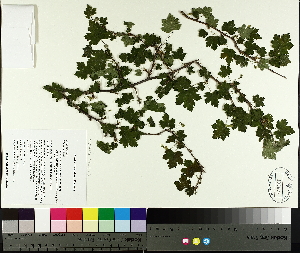  ( - TJD-022)  @11 [ ] CreativeCommons - Attribution Non-Commercial (2014) MTMG McGill University Herbarium