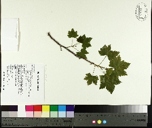  ( - TJD-023)  @11 [ ] CreativeCommons - Attribution Non-Commercial (2014) MTMG McGill University Herbarium