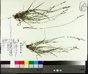  (Carex communis - TJD-026)  @11 [ ] CreativeCommons - Attribution Non-Commercial (2014) MTMG McGill University Herbarium