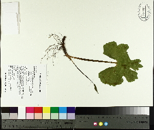 ( - TJD-030)  @11 [ ] CreativeCommons - Attribution Non-Commercial (2014) MTMG McGill University Herbarium