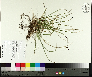  ( - TJD-032)  @11 [ ] CreativeCommons - Attribution Non-Commercial (2014) MTMG McGill University Herbarium