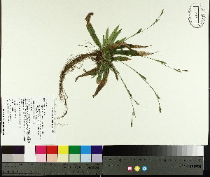  ( - TJD-033)  @11 [ ] CreativeCommons - Attribution Non-Commercial (2014) MTMG McGill University Herbarium