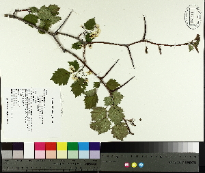  ( - TJD-037)  @11 [ ] CreativeCommons - Attribution Non-Commercial (2014) MTMG McGill University Herbarium
