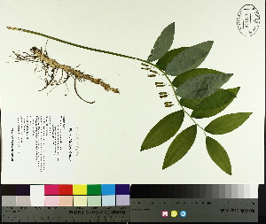  ( - TJD-039)  @11 [ ] CreativeCommons - Attribution Non-Commercial (2014) MTMG McGill University Herbarium