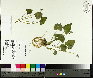  ( - TJD-044)  @11 [ ] CreativeCommons - Attribution Non-Commercial (2014) MTMG McGill University Herbarium