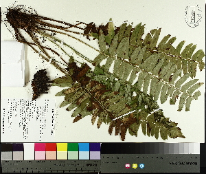  ( - TJD-476)  @11 [ ] CreativeCommons - Attribution Non-Commercial (2014) MTMG McGill University Herbarium