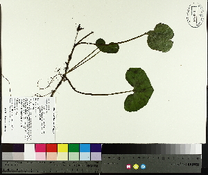  ( - TJD-063)  @11 [ ] CreativeCommons - Attribution Non-Commercial (2014) MTMG McGill University Herbarium