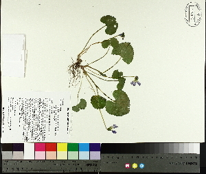  ( - TJD-068)  @11 [ ] CreativeCommons - Attribution Non-Commercial (2014) MTMG McGill University Herbarium