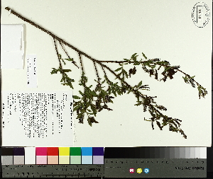  ( - TJD-071)  @11 [ ] CreativeCommons - Attribution Non-Commercial (2014) MTMG McGill University Herbarium